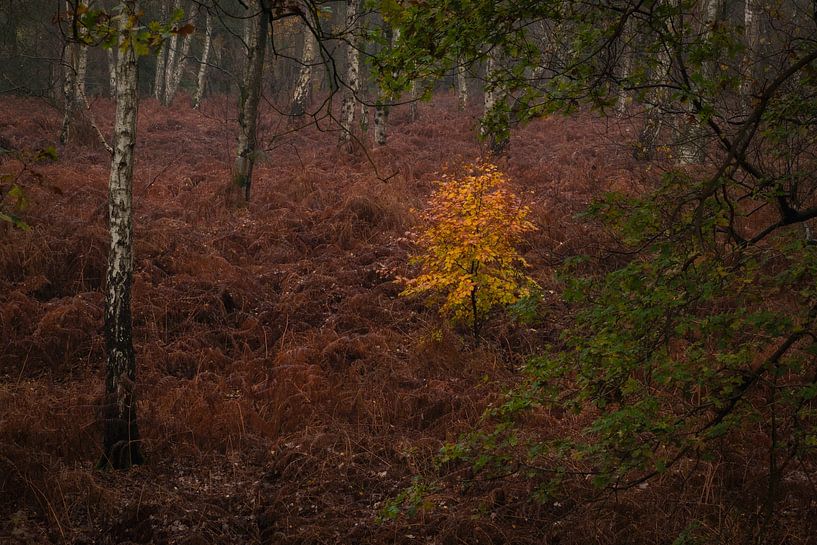 Goud boompje tussen de berkenbomen van Moetwil en van Dijk - Fotografie