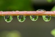 reflectie van druivenblad in waterdruppels von ChrisWillemsen Miniaturansicht