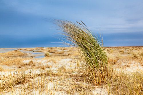 Dune landscape on Ameland