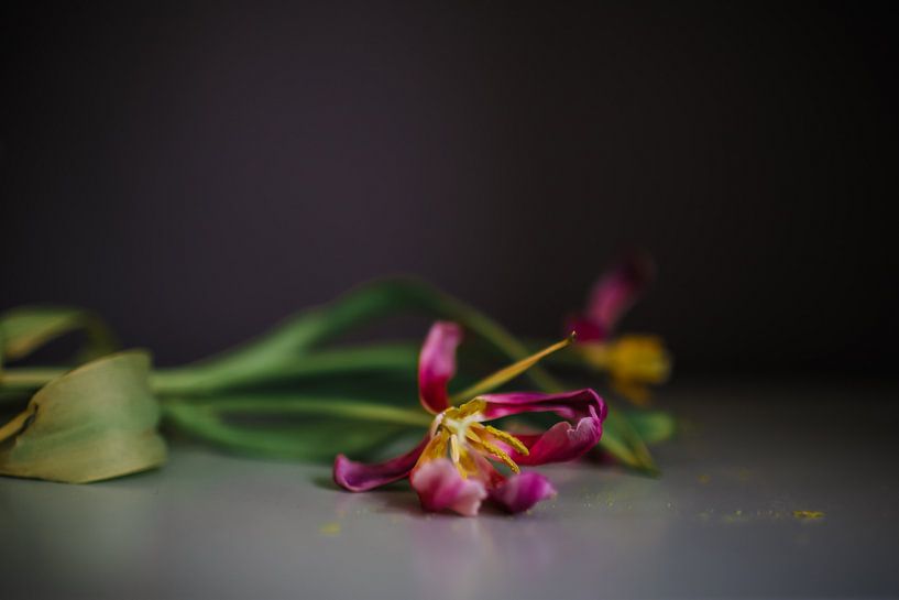 fade van Carla Van Iersel