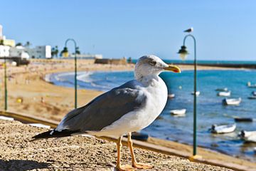 Prachtige Andalusische zeemeeuw op het strand van La Caleta in Cádiz van Silva Wischeropp