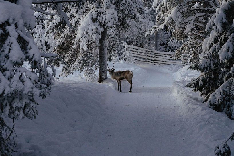 Winter Wonderland van Lara van der Puij