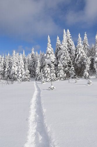 Ein verschneiter Wald nach dem Sturm
