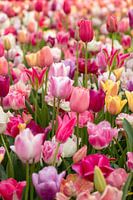 champ de tulipes aux couleurs pastel