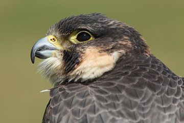 Slechtvalk (Falco peregrinus) van Ronald Pol