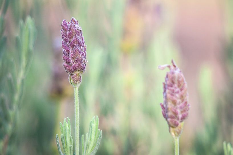 Lavender (Lavandula) by Eric van der Gijp