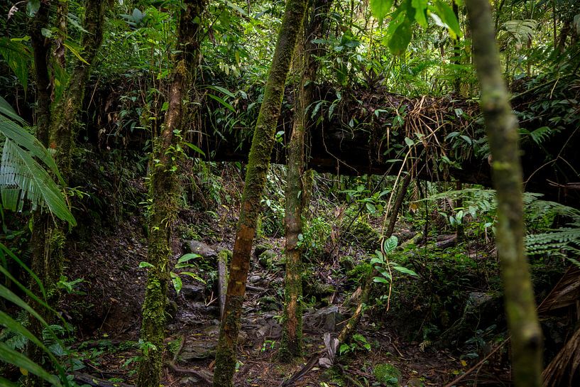 Panamaischer Dschungel von Michiel Dros