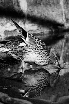 Nature ducks by sam van Spall