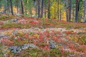 Gekleurde herfstbodem in Lapland van Karin de Jonge