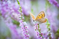 Vrouwelijk heideblauwtje vlinder op paarse heide van Fotografiecor .nl thumbnail
