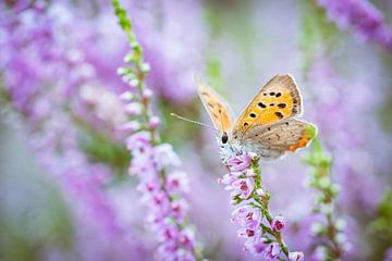 Vrouwelijk heideblauwtje vlinder op paarse heide