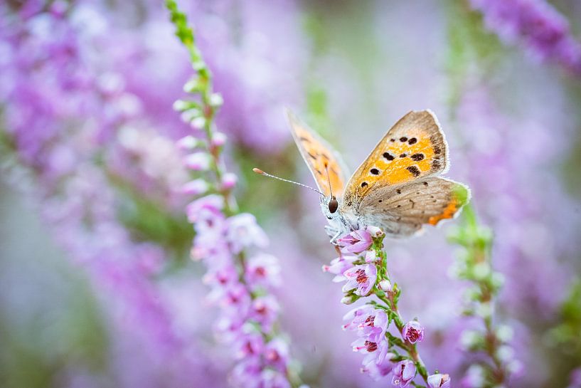 Vrouwelijk heideblauwtje vlinder op paarse heide van Fotografiecor .nl
