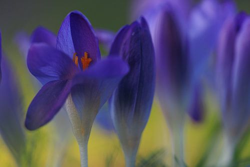 Krokusse im sanften Abendlicht