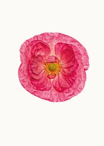 Curiosity Cabinet_Poppy_01 by Marielle Leenders