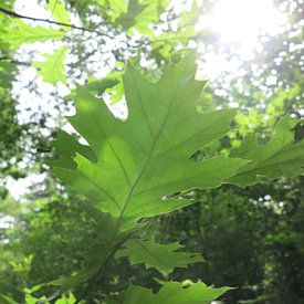 grandes feuilles avec des rayons lumineux sur timon snoep