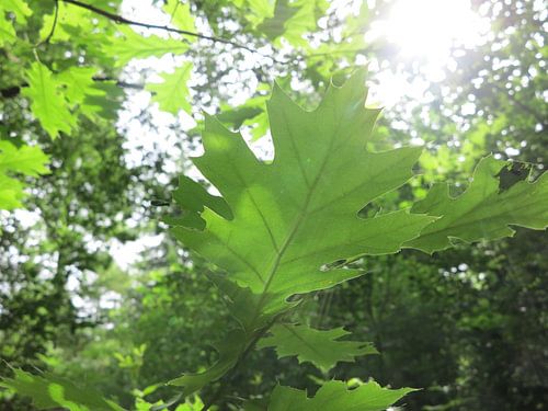 groen blad met lichtstralen