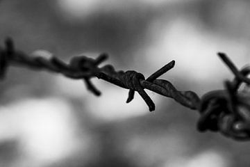 Prikkeldraad bij Westerbork van Dustin Musch