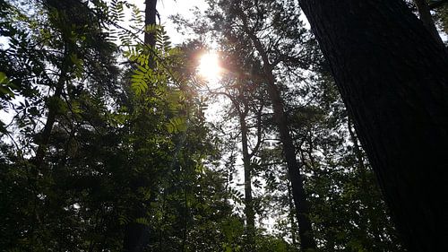 SUN THROUGH LEAVES