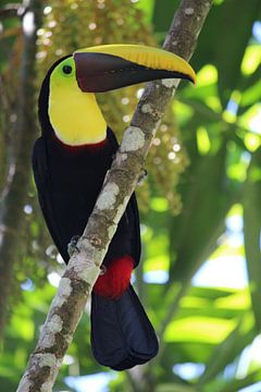 Toucan Costa Rica sur Berg Photostore