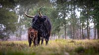 Schotse hooglander met kalf in de regen