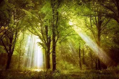 Solar shower by Lars van de Goor