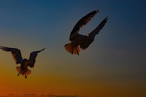 Silhouettes de mouettes en vol en contre-jour