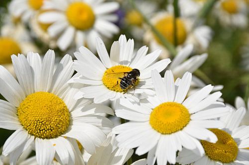 Madeliefje bloemen in de tuin