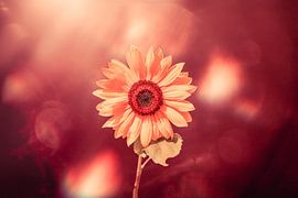 sunflower with a little extra imagination