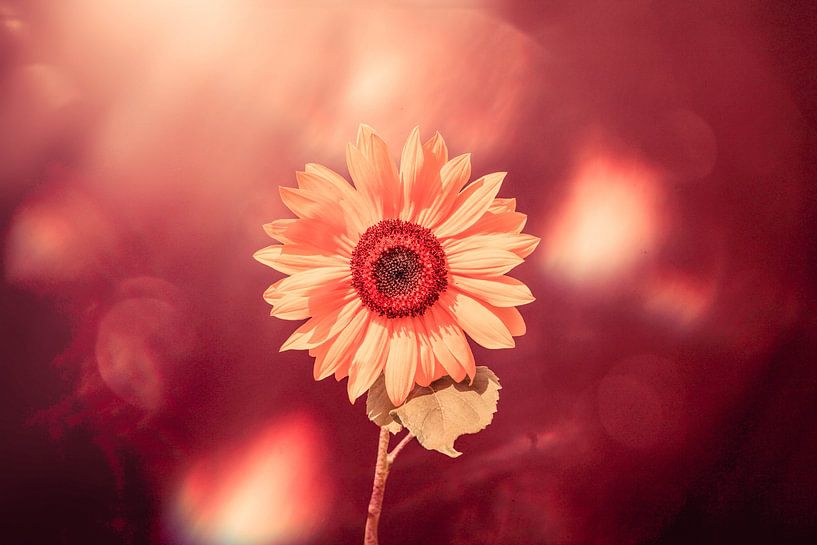 Sonnenblume mit ein bisschen mehr Fantasie von Ribbi