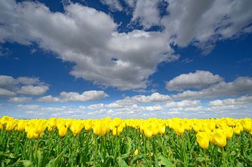 Tulipes poussant dans des champs agricoles au printemps 