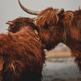 Scottish Highlanders by Robbert Krol