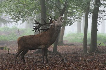 Strong Red Deer / Stag (Cervus elaphus) bellowing, calling in hazy autumnal open woods, rut, rutting