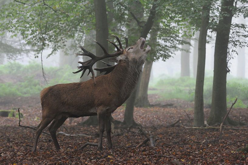 Rothirsch ( Cervus elaphus ) in der Brunft, röhrt frühmorgens bei nebliger Stimmung im Wald, Deutsch von wunderbare Erde