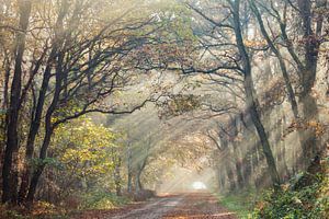 Des rayons de soleil qui jouent avec les arbres