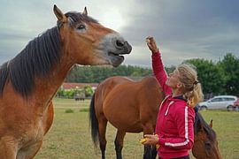 Trakehner Feldmeyer und Rheinisch Deutsches Kaltblut Enzo mit Besitzer
