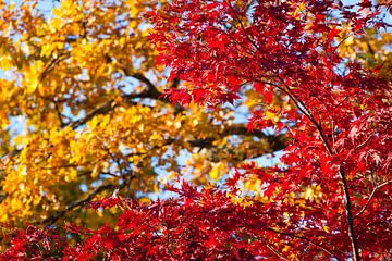 Gele en rode herfstbladeren van Christa Kramer