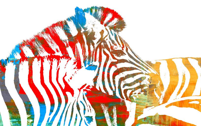 Illustration with two zebras close up by Werner Lehmann