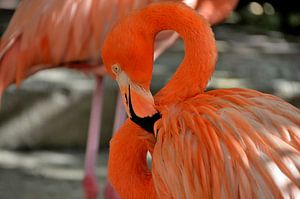 Flamingo auf Curaçao