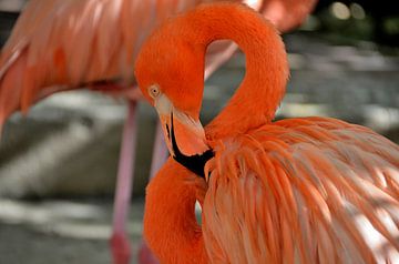 Flamingo in Curaçao by Karel Frielink