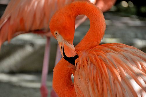 Flamingo in Curaçao