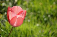 Roze tulp