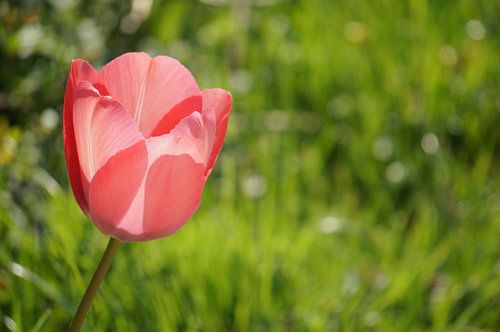 Roze tulp