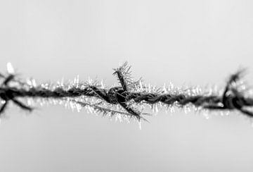 Barbed wire with ice crystals by Marcel Derweduwen