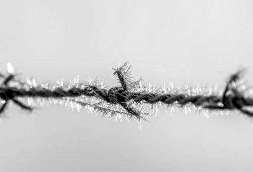 Barbed wire with ice crystals