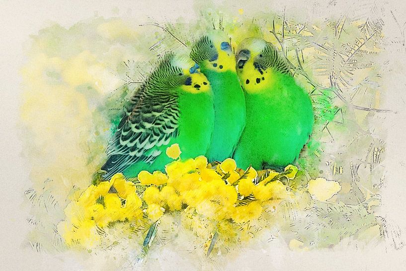 Perruches par Bert Quaedvlieg