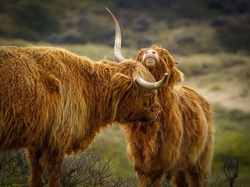 Scottish Highlander with young by Dirk van Egmond