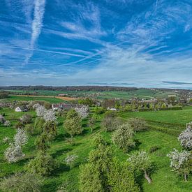 Spring in the Bellet orchard near Cottessen in southern Limburg by John Kreukniet