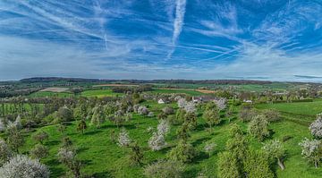 Lente in de Bellet boomgaard bij Cottessen in Zuid-Limburg van John Kreukniet