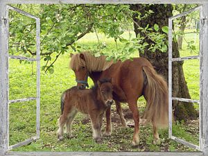 Fensterblick - Pony