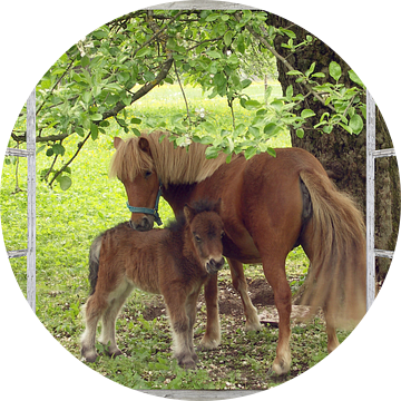 Window View - Pony